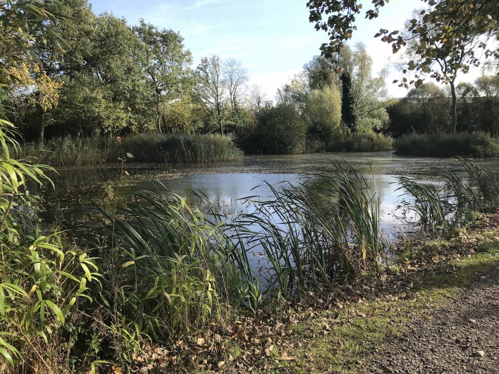 Autumnal Willows Nature Reserve Gallery - downhamweb